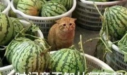 手机吃瓜图片,揭秘娱乐圈幕后真相