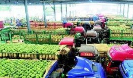 青岛群众吃瓜视频,欢乐氛围，共享夏日时光