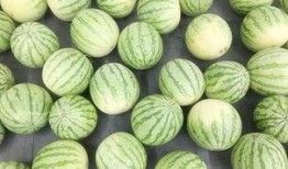 吃瓜视频真吃瓜,一场颠覆传统的美食体验