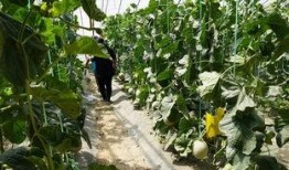 金乡吃瓜视频,揭秘乡村生活趣味瞬间