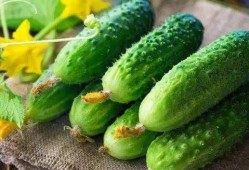 什么瓜苗瓜花可以吃,瓜苗瓜花可食用之谜