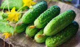 放心吃瓜的做法,轻松应对网络舆论风波