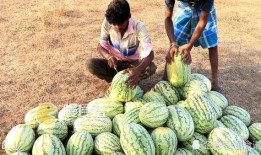 男人吃的瓜,揭秘男性瓜食文化