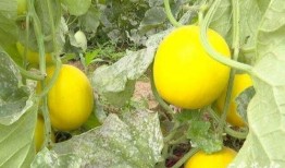 骑行吃瓜好去处,探寻城市中的清凉好去处