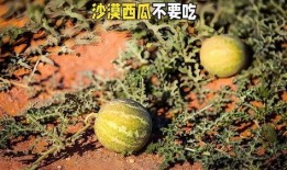沙漠之瓜怎么吃,探索美味与营养的完美融合