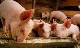 养猪吃瓜直播火了,网络新潮流下的趣味农业直播现象