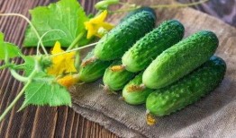 怎么提高吃瓜效率,高效吃瓜技巧大揭秘