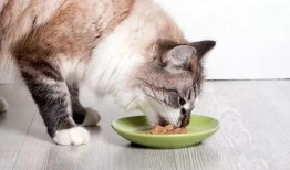 猫咪吃瓜配音,猫咪配音趣味横生