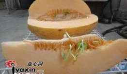 哈密姑娘吃哈密瓜,哈密姑娘与甜蜜哈密瓜的甜蜜邂逅