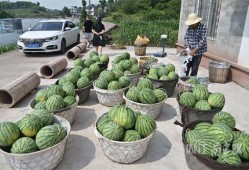 北张村的吃瓜,瓜香四溢，共享丰收喜悦