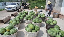 北张村的吃瓜,瓜香四溢，共享丰收喜悦