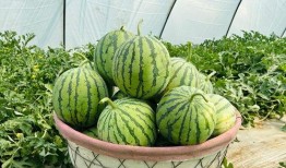 全网最快最新吃瓜,揭秘娱乐圈最新热点事件！