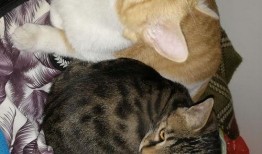 猫吃瓜声控,声控猫吃瓜大揭秘