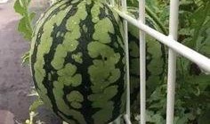 搞笑快速吃瓜图片,搞笑吃瓜瞬间，笑到肚子疼！