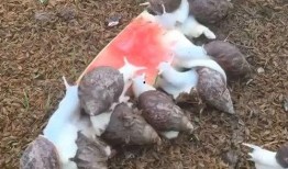 可以吃瓜吗蜗牛,探寻“吃瓜”与蜗牛的奇妙邂逅