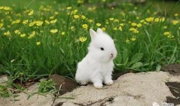 小花兔吃佛手瓜,小花兔的佛手瓜美食之旅