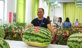 张衡学校吃瓜比赛,一场别开生面的吃瓜大赛盛况